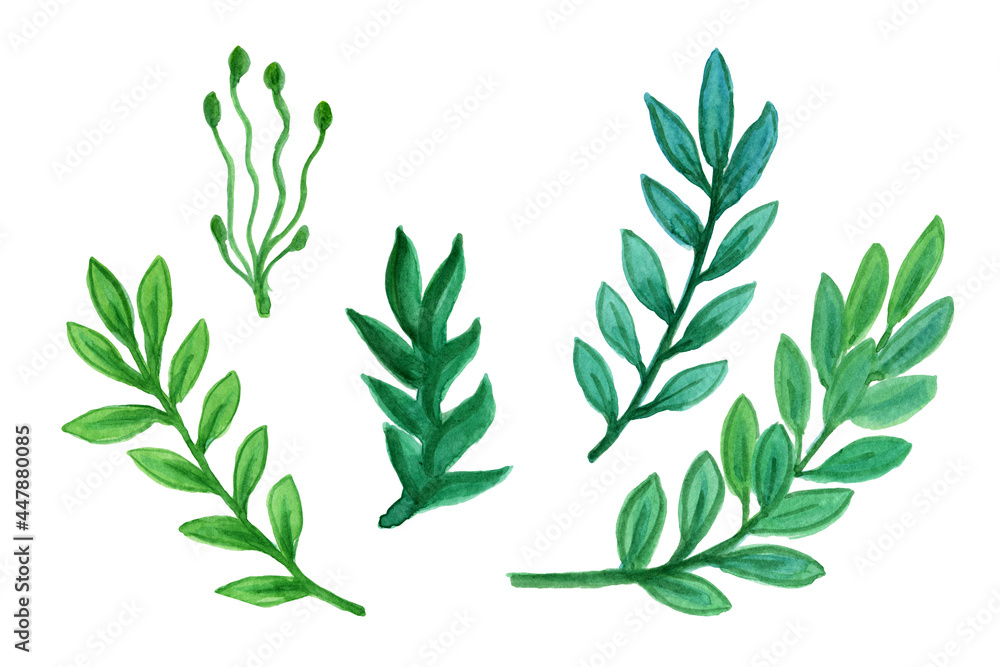 Hand drawn watercolor illustration with sea, underwater life.Calm green algae from the deep sea. Set with hand-painted watercolor elements isolated on white.Nautical elements, sea life, fish, seahorse Hand drawn watercolor illustration with sea, underwater life.Calm green algae from the deep sea. Set with hand-painted watercolor elements isolated on white.Nautical elements, sea life, fish, seahorse