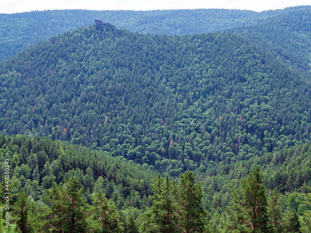 A look at of a dense coniferous forest. View from above.