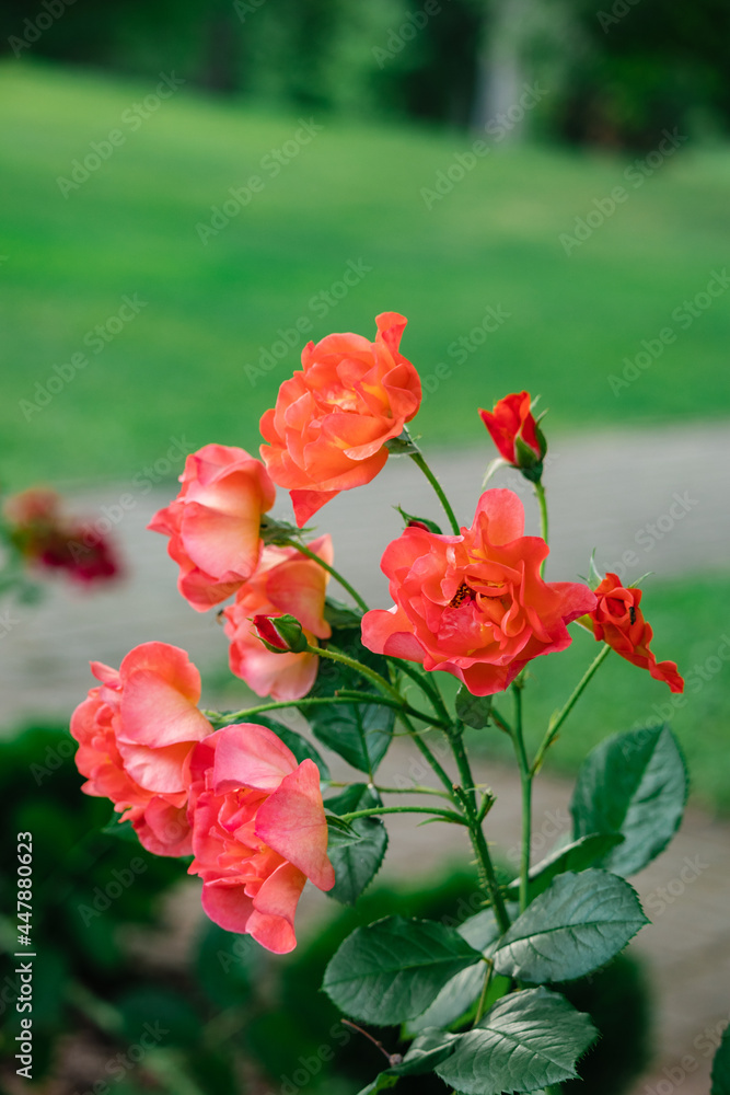 pink roses in the park