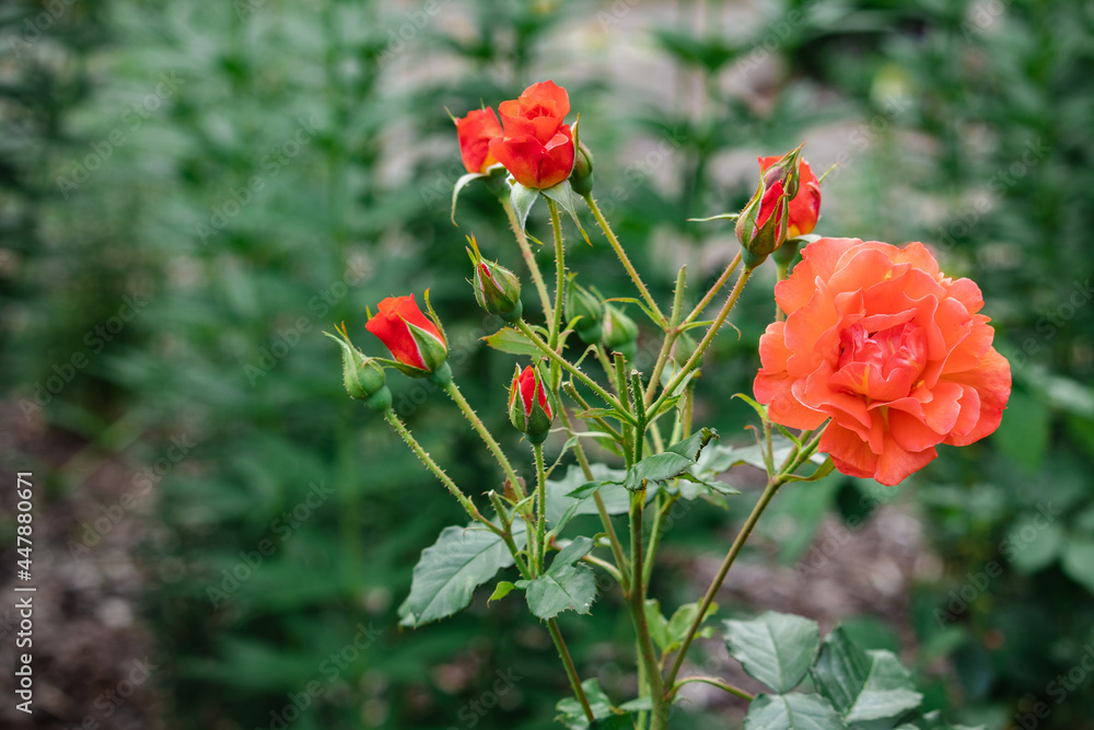 pink roses in the park