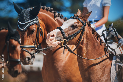 Portrait of three bay horses with a braided manes standing side by side on a sunny day. Equestrian sports. Dressage competitions. Horse riding.