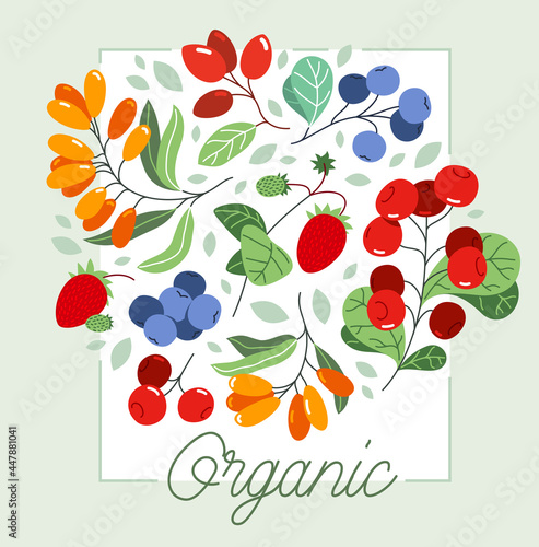Wild berries fresh and ripe tasty healthy food vector flat style illustration isolated over white, delicious vegetation diet eating, organic food.