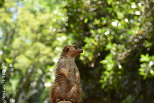 Meerkat in the Bioparc of Fuengirola, Malaga photo