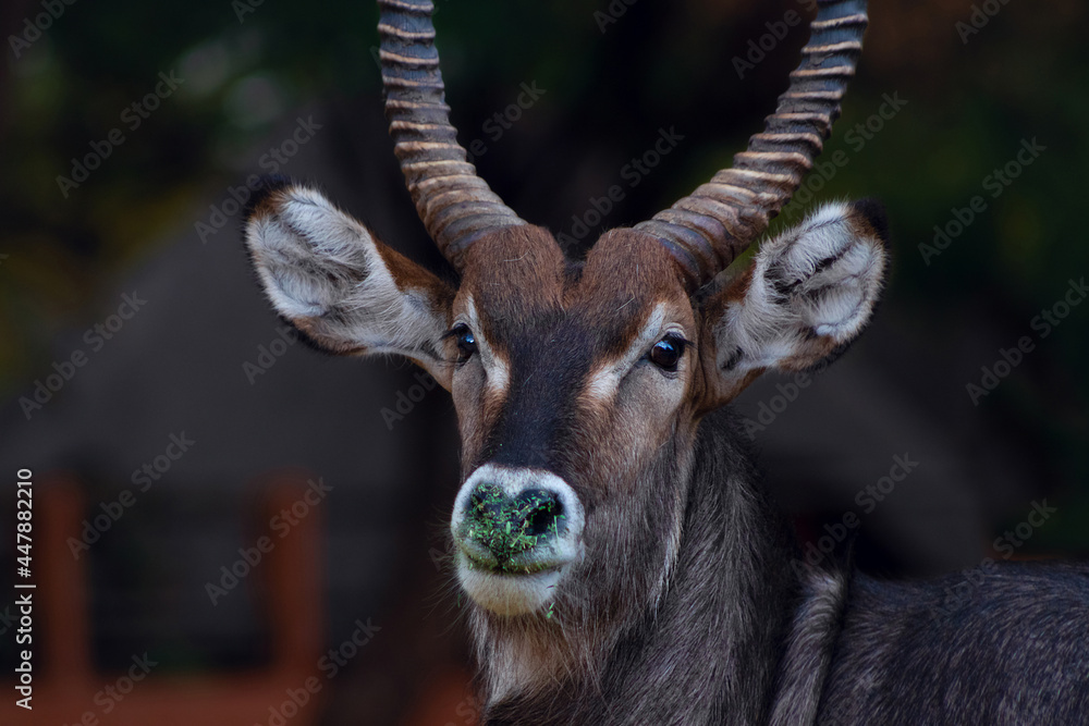 Wild african life. Close up of a cute Waterbuck looking at the camera and posing in the Savannah. Wild african life. Close up of a cute Waterbuck looking at the camera and posing in the Savannah.