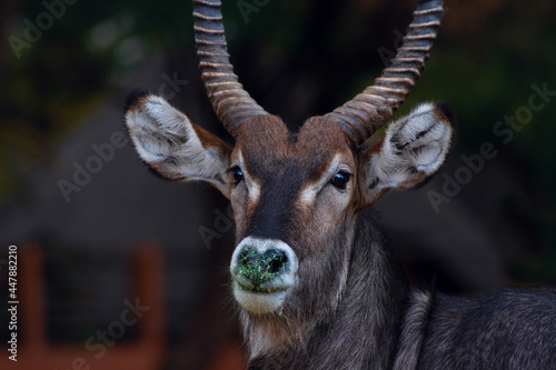 Wild african life. Close up of a cute Waterbuck  looking at the camera and posing in the Savannah. © Yuliia Lakeienko
