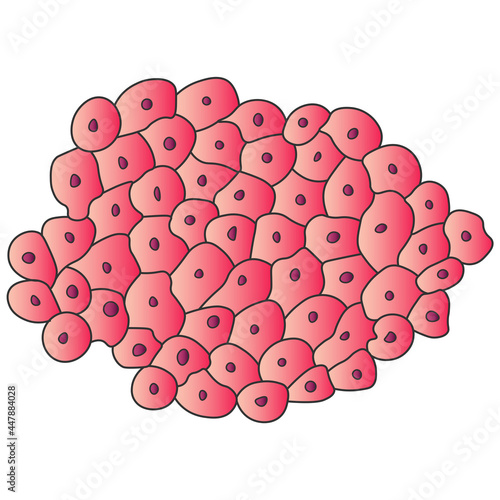 Newt liver cells under a microscope illustration
