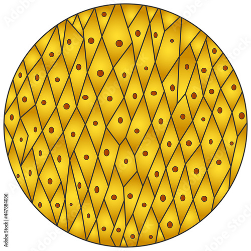 Onion skin cells under a microscope illustration