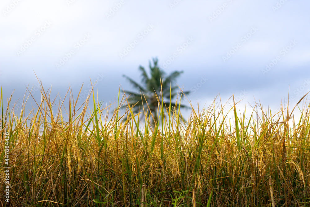 Obraz premium Photo of rice in a rice field ready for harvest in yellow with a beautiful sky background in Indonesia