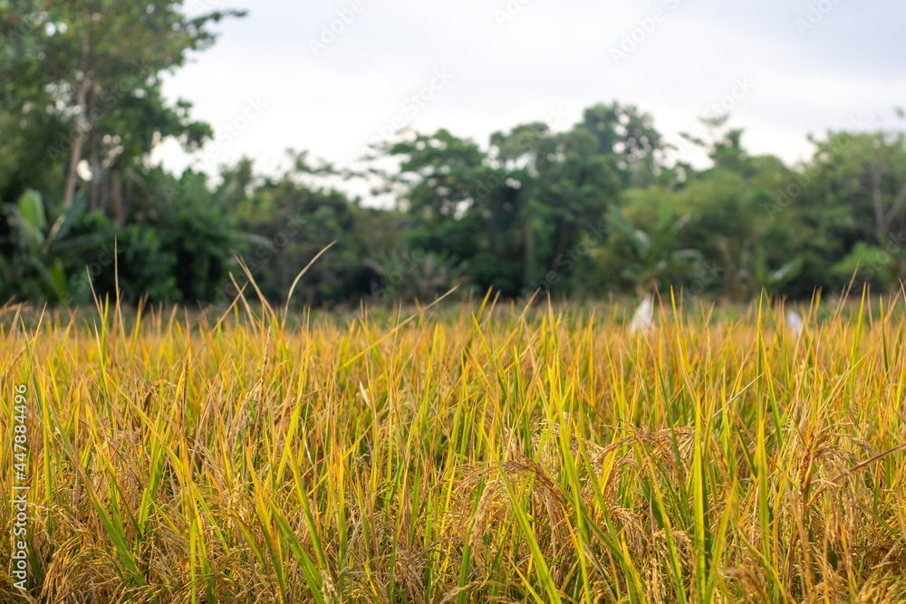 View of rice fields in Indonesia ready for harvest with a forest background and blue sky View of rice fields in Indonesia ready for harvest with a forest background and blue sky
