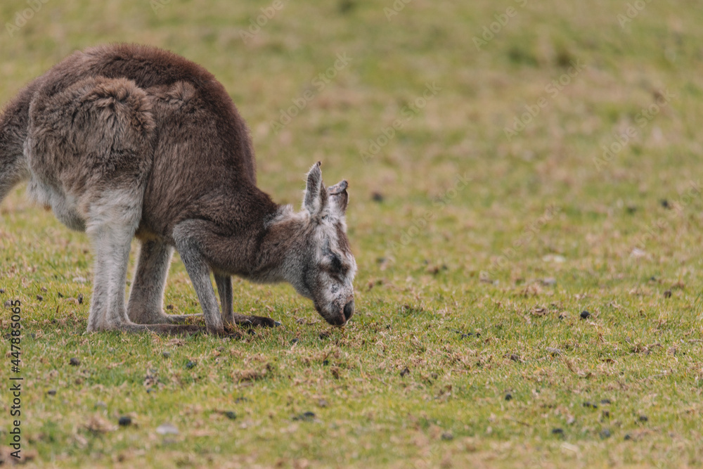 Australian kangaroo sitting in a field Australian kangaroo sitting in a field