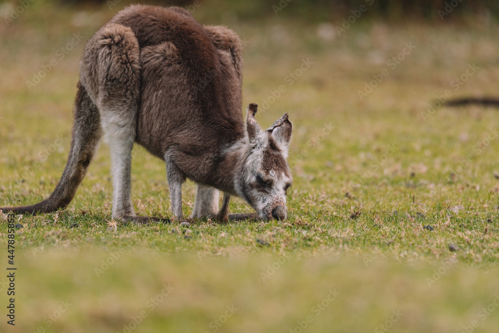 Australian kangaroo sitting in a field Australian kangaroo sitting in a field