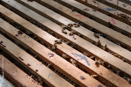 Beehive open for inspection by the beekeeper