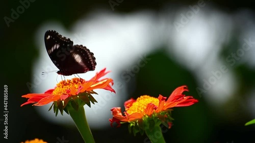 utterfly suck the nectar close up. Flowers and butterflies, very cute and vibrant photo