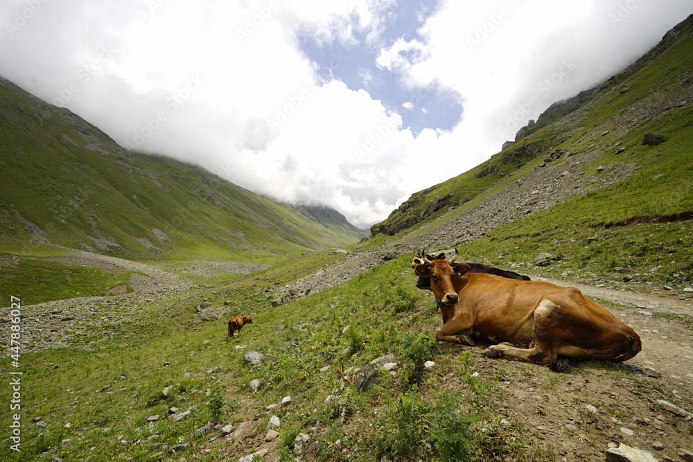 cow on a mountain pasture