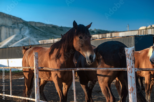 Beautiful horses in the corral in the evening sunset time