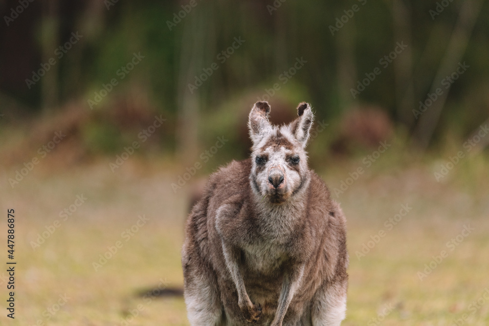 Fototapeta premium Australian kangaroo sitting in a field