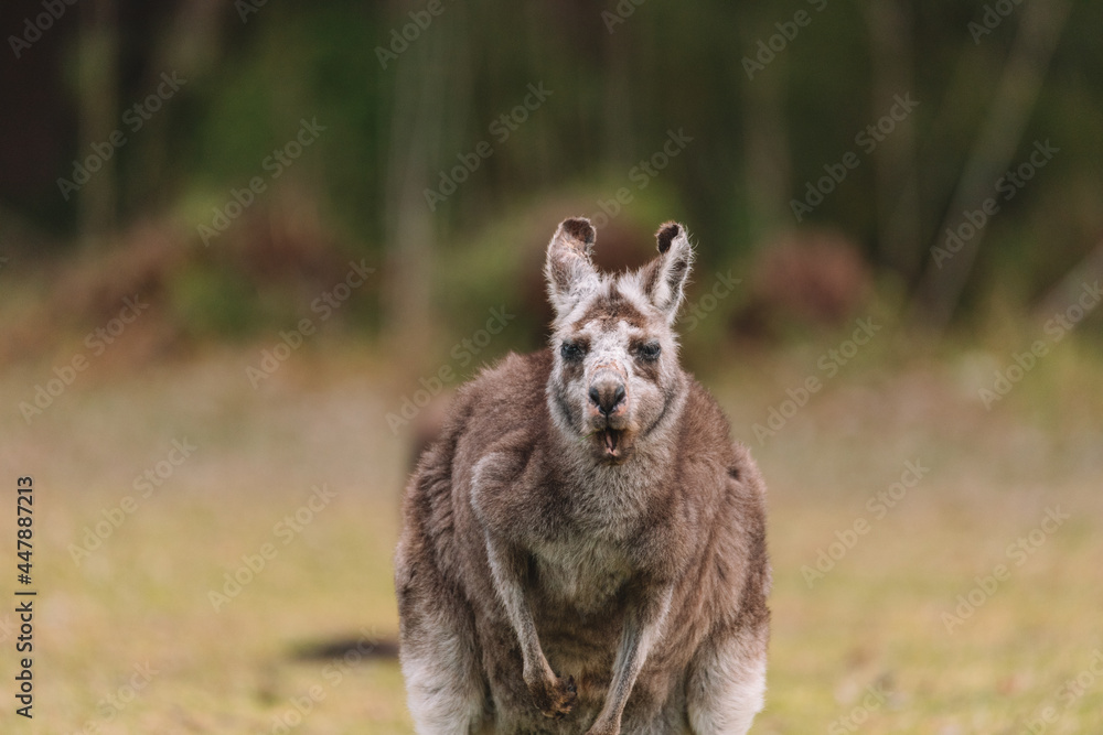 Naklejka premium Australian kangaroo sitting in a field
