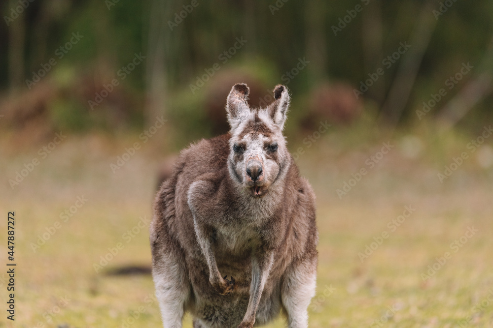 Naklejka premium Australian kangaroo sitting in a field