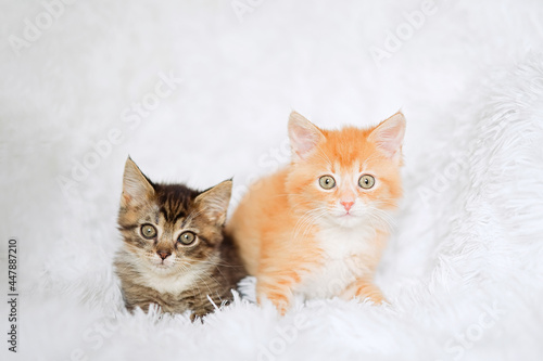 Two kittens red and tabby on fur white blanket 