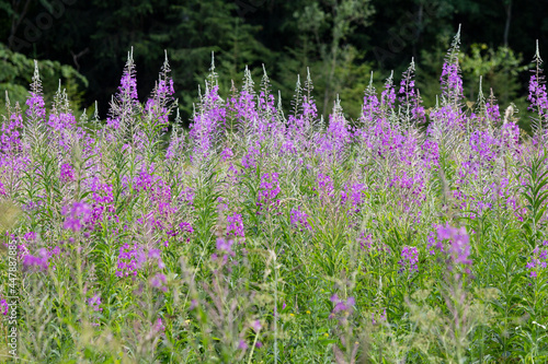 Chamaenerion angustifolium, fireweed, great willowherb, rosebay willowherb is a perennial herbaceous flowering plant in family Onagraceae.