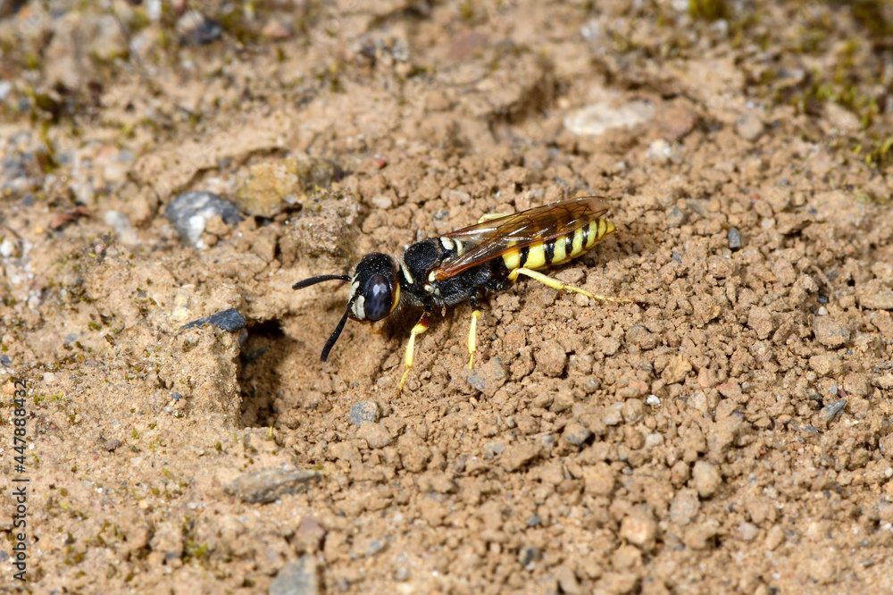 Nest building beewolf (Philanthus triangulum) // Bienenwolf beim Graben eines Nestes Nest building beewolf (Philanthus triangulum) // Bienenwolf beim Graben eines Nestes