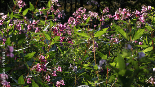 Lots of Bobby tops plants in bloom ( Impatiens glandulifera ) with pink blossoms on a forest edge