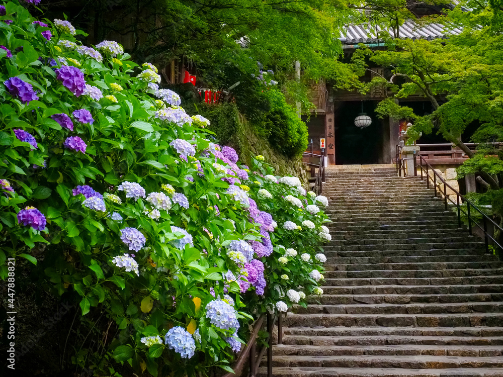 【奈良】長谷寺の初夏 紫陽花 階段
