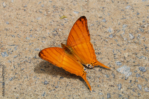 Macro shot of an orange marpesia berania daggerwing butterfly on the ground photo