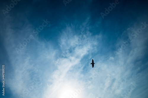 The bird flies against the background of a blue sky with clouds