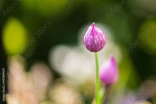 fiore