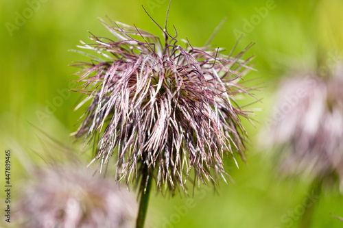 fiore