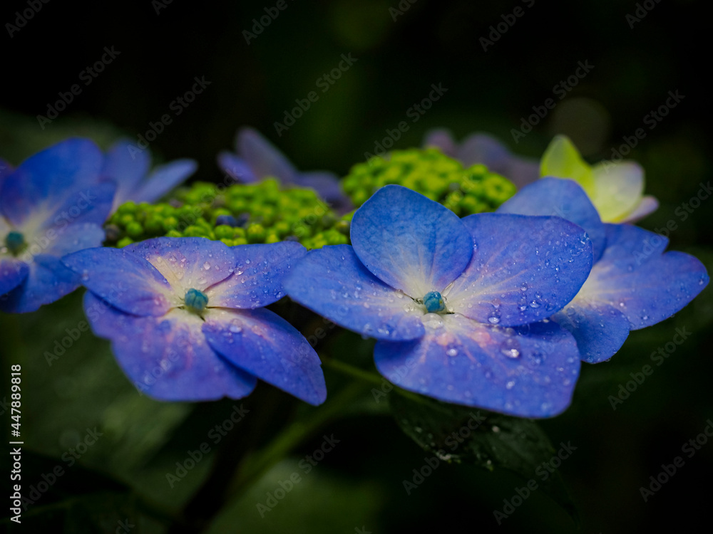 【奈良】長谷寺の初夏 紫陽花 
