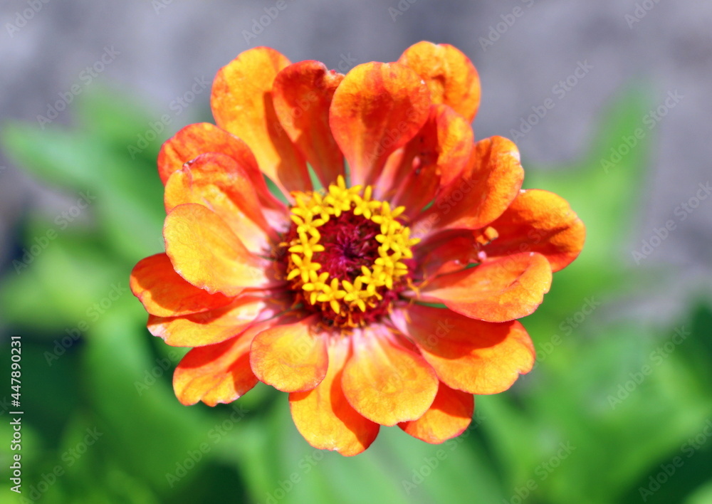 Orange zinnias in the garden in summer. Floral background for cover or flyer when selling seeds. Cultivation and selection of beautiful annual flowering buds. Orange zinnias in the garden in summer. Floral background for cover or flyer when selling seeds. Cultivation and selection of beautiful annual flowering buds.