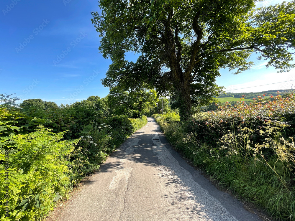 View along, Hare Lane, with wild plants, old trees, and distant hills in, Pudsey, Leeds, UK
