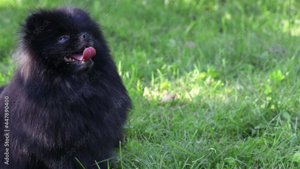 Cute black Spitz with open mouth. Puppy showing tongue on the grass background. Dog face. Copy space Cute black Spitz with open mouth. Puppy showing tongue on the grass background. Dog face. Copy space