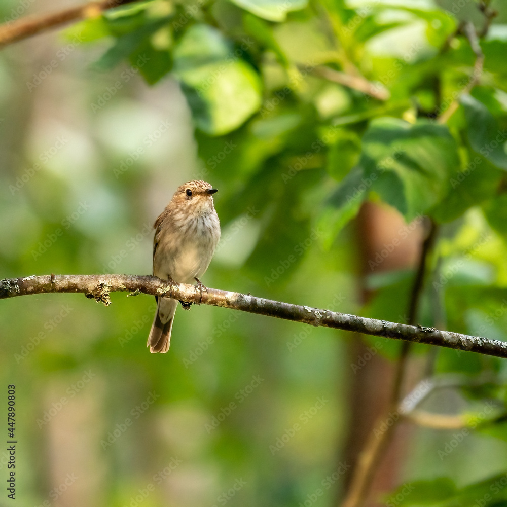 Obraz premium Spotted flycatcher sitting on a branch