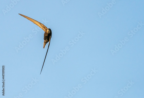 Common swift flying photo