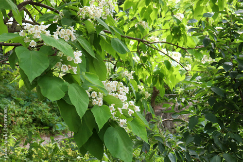 Catalpa subtropical tree blossom. Close-up of white catawba flowers photo