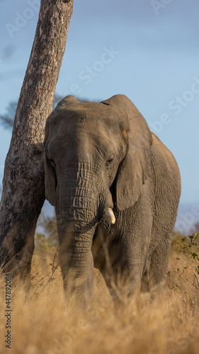 elephant bull leaning against a tree
