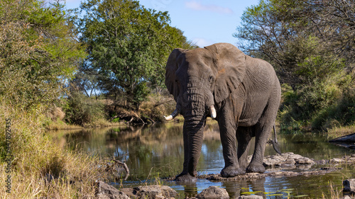 Big elephant bull, walking on water