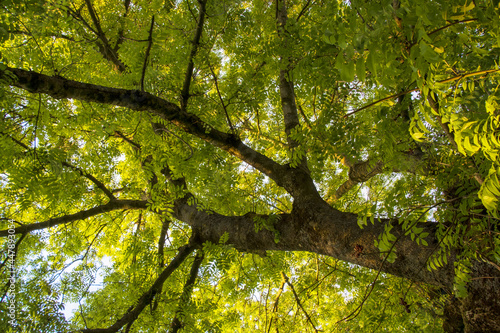 Looking up at a tree canopy filled with green leaves.