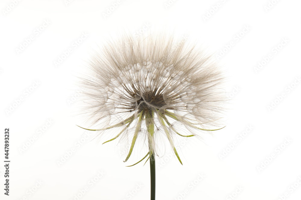 Beautiful fluffy dandelion flower isolated on white