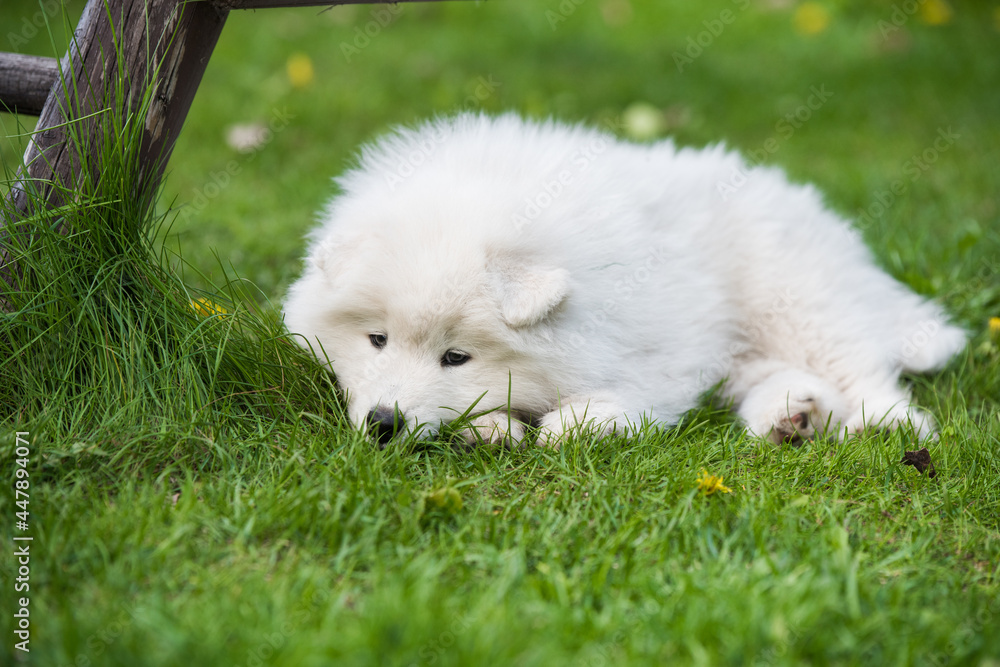 Funny Samoyed puppy dog is sleeping in the garden