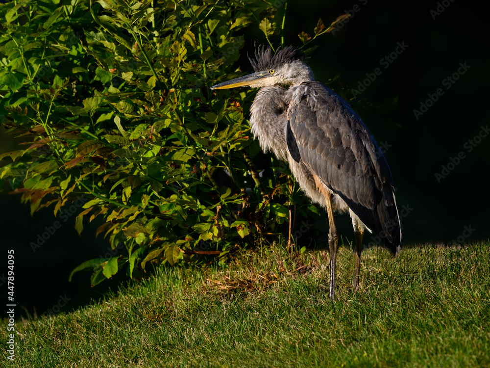 Fototapeta premium Great Blue Heron Standing on Grass in Early Morning Light, Closeup Portrait
