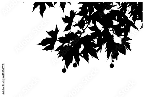 Black sycamore leaves with seeds on a white background. Silhouettes of leaves with branches hanging overhead. Vector graphic.