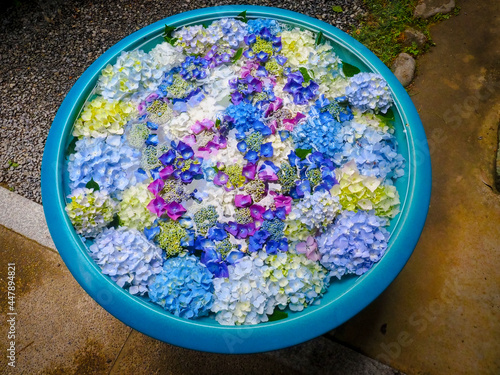 【京都府】岩船寺の紫陽花
