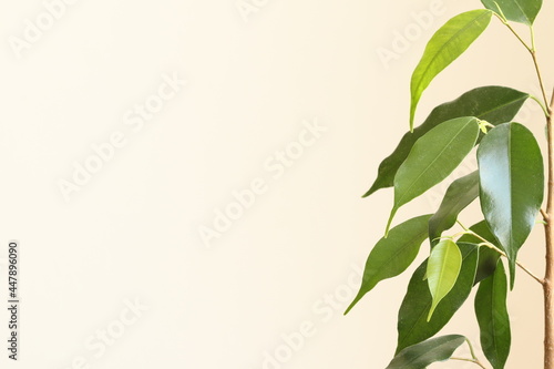 Ficus Benjamin Daniel small-leaved. Decorative deciduous evergreen plant of the Mulberry family. 