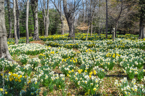 Daffodil fields in spring © Katherine