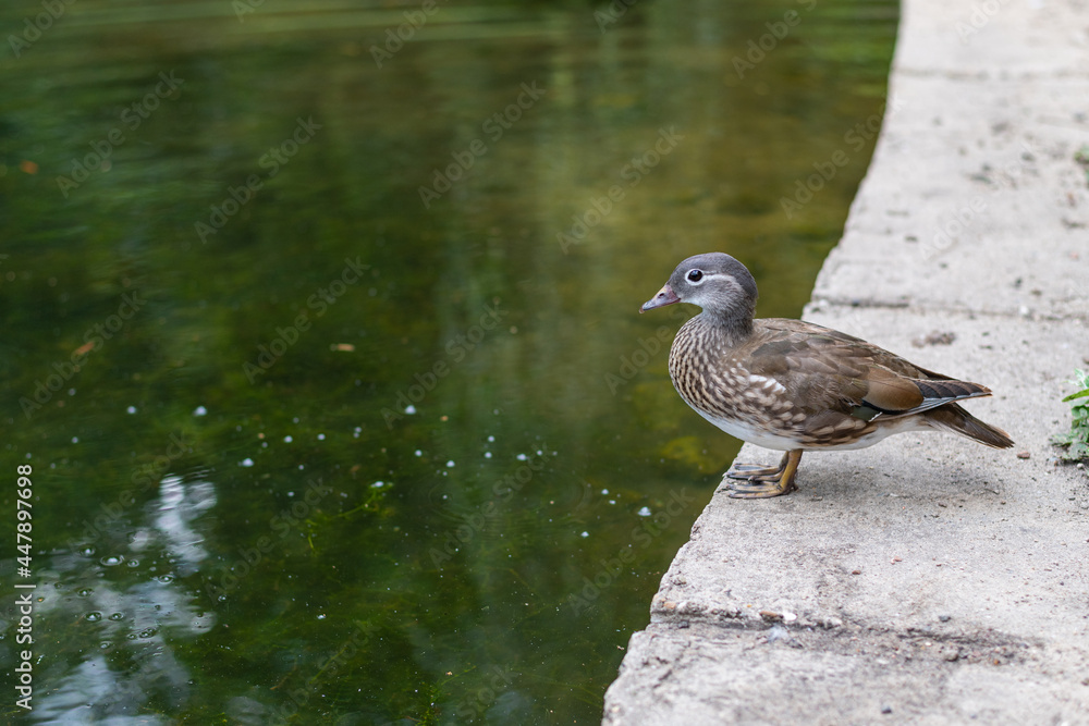 Fototapeta premium some ducks live by a small pond with their chicks