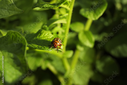 Colorado potato beetle on green plant outdoors, closeup